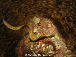 White eyed moray hunting glass fish. One of about 50 all ... by Victoria Mackenzie 